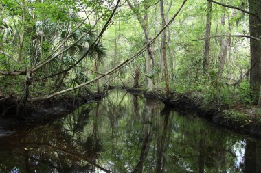 egzotik Florida doğanın vahşi güzelliği