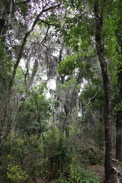 Egzotik Florida Doğanın Vahşi Güzelliği — Stok fotoğraf