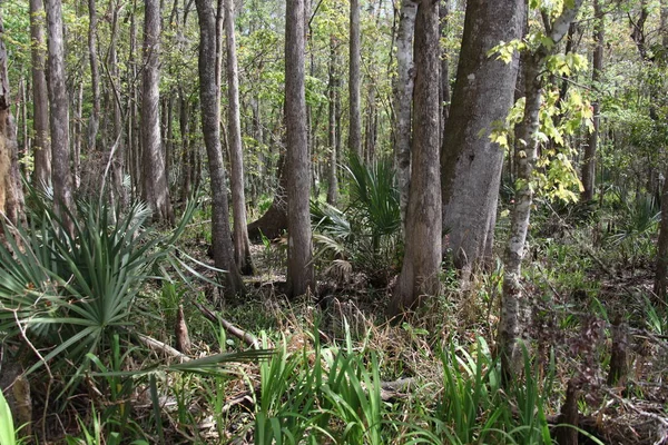 wild beauty of the exotic Florida nature