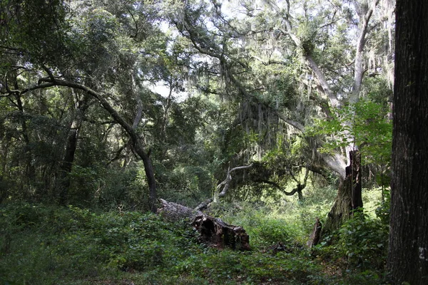 Beleza Selvagem Natureza Exótica Florida — Fotografia de Stock