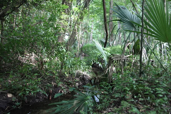 Bellezza Selvaggia Della Natura Esotica Della Florida — Foto Stock