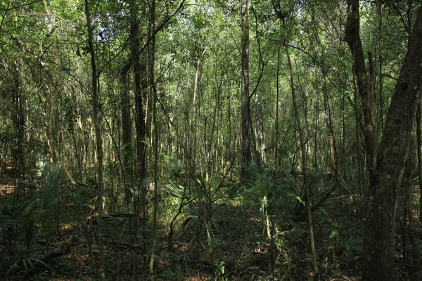 Den Exotiska Florida Naturen Vilda Skönhet — Stockfoto