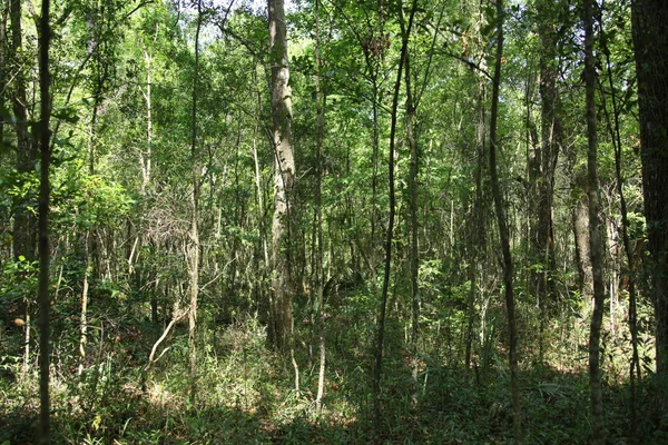 wild beauty of the exotic Florida nature