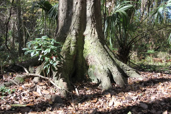 wild beauty of the exotic Florida nature