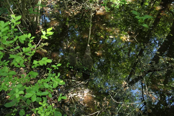 Wilde Schoonheid Van Exotische Natuur Van Florida — Stockfoto