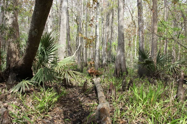 Beleza Selvagem Natureza Exótica Florida — Fotografia de Stock