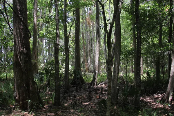 egzotik Florida doğanın vahşi güzelliği