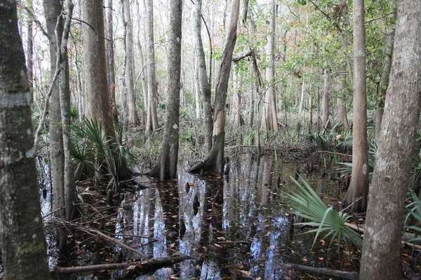 Dzikie Piękno Egzotycznej Natury Florida — Zdjęcie stockowe
