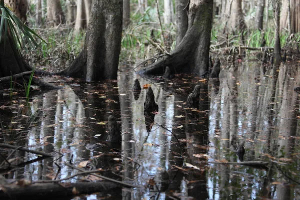 Dzikie Piękno Egzotycznej Natury Florida — Zdjęcie stockowe