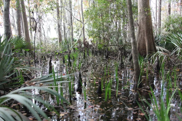 Beleza Selvagem Natureza Exótica Florida — Fotografia de Stock