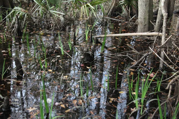 Beleza Selvagem Natureza Exótica Florida — Fotografia de Stock