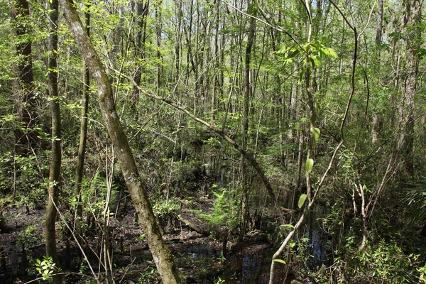 Beleza Selvagem Natureza Exótica Florida — Fotografia de Stock