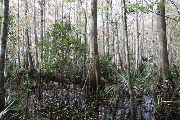 Vad Természet Szépségét Egzotikus Florida — Stock Fotó