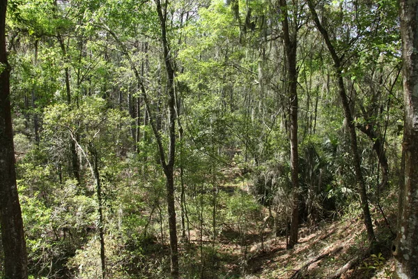 Beleza Selvagem Natureza Exótica Florida — Fotografia de Stock