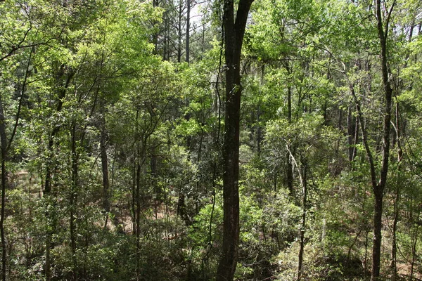 egzotik Florida doğanın vahşi güzelliği