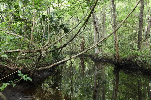 Belleza Salvaje Naturaleza Exótica Florida — Foto de Stock