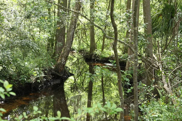 Beleza Selvagem Natureza Exótica Florida — Fotografia de Stock