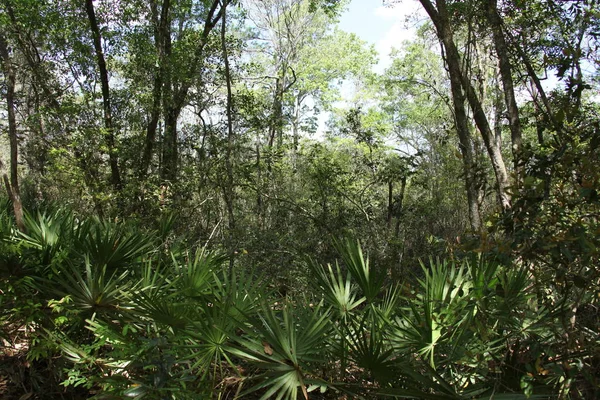 Дикая Красота Экзотической Природы Флориды — стоковое фото