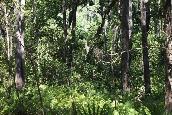 Egzotik Florida Doğanın Vahşi Güzelliği — Stok fotoğraf