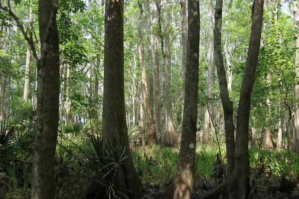 Beleza Selvagem Natureza Exótica Florida — Fotografia de Stock