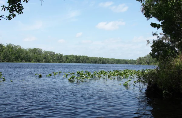 Kara Koy Nehir Florida Clay County — Stok fotoğraf