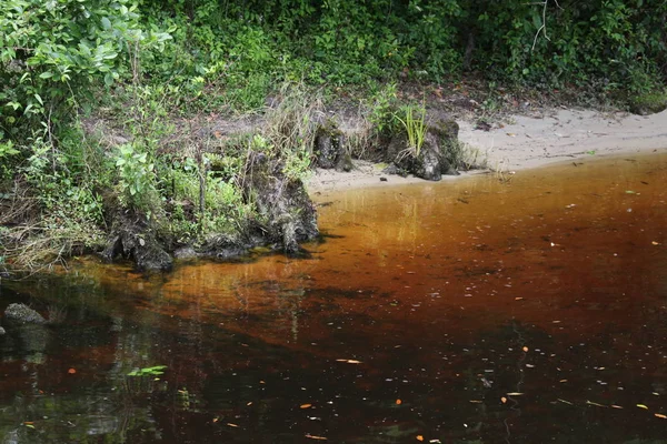 Black Creek River Florida Clay County — Stock Photo, Image
