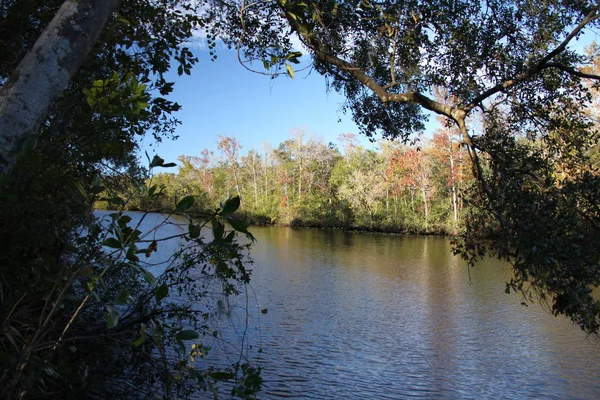 Rzeka Black Creek Hrabstwie Florida Clay — Zdjęcie stockowe