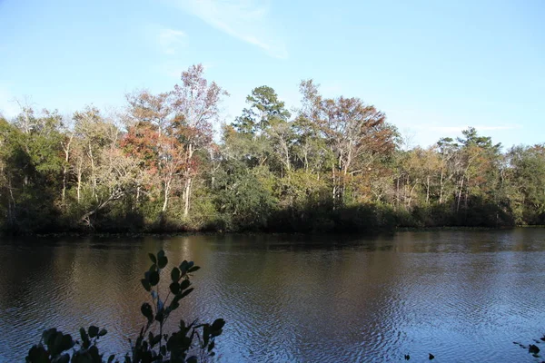Black Creek Floden Florida Clay County — Stockfoto