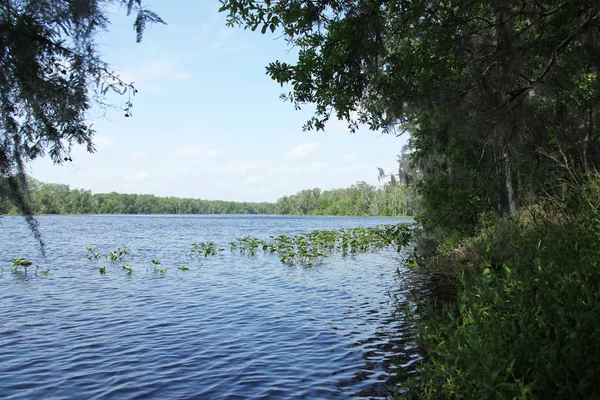 Black Creek Floden Florida Clay County — Stockfoto