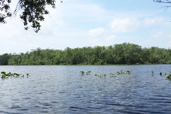 Black Creek Řeka Florida Clay County — Stock fotografie