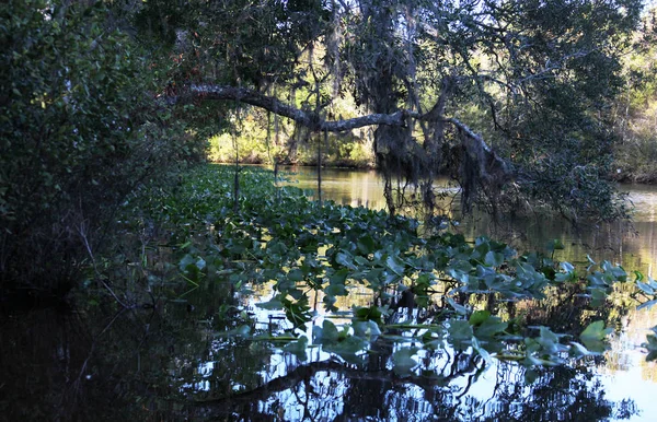 Kara Koy Nehir Florida Clay County — Stok fotoğraf