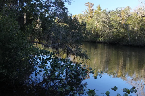 Rzeka Black Creek Hrabstwie Florida Clay — Zdjęcie stockowe