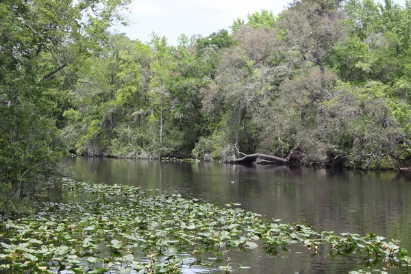 Black Creek River Florida Lehm County — Stockfoto