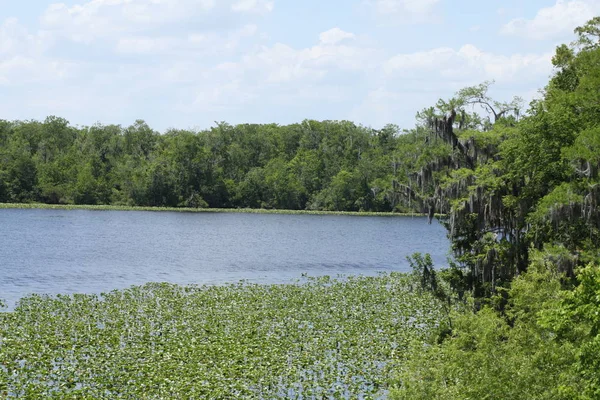 Rzeka Black Creek Hrabstwie Florida Clay — Zdjęcie stockowe