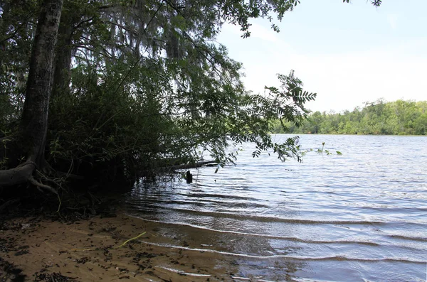 Black Creek Folyó Florida Clay Megyében — Stock Fotó