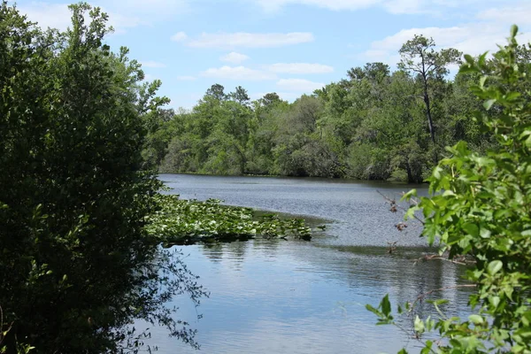 Black Creek Folyó Florida Clay Megyében — Stock Fotó