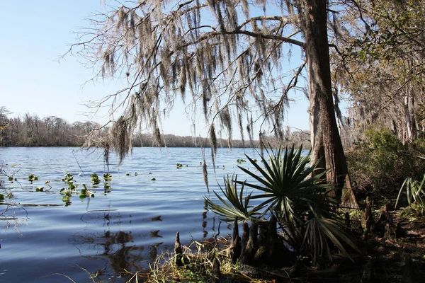 Rzeka Black Creek Hrabstwie Florida Clay — Zdjęcie stockowe