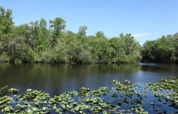 Black Creek River Florida Lehm County — Stockfoto