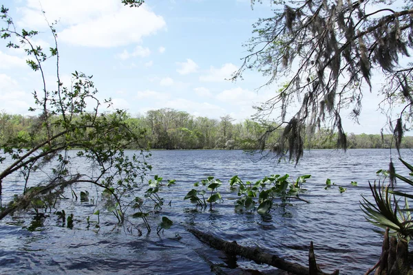 Black Creek Řeka Florida Clay County — Stock fotografie