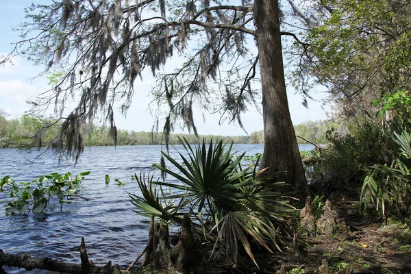 Black Creek River Florida Lehm County — Stockfoto