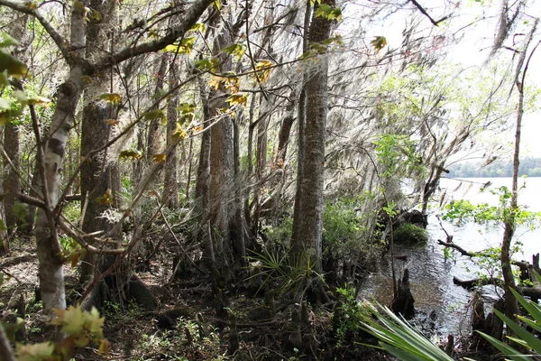 Black Creek River Florida Lehm County — Stockfoto