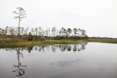 Kuzey Florida bataklıklar görünümünü