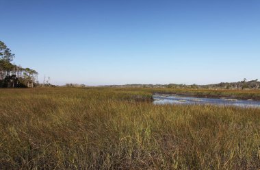 Kuzey Florida bataklıklar görünümünü