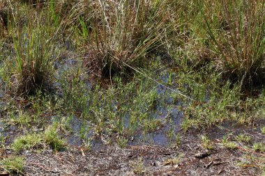 Kuzey Florida bataklıklar görünümünü