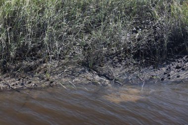Kuzey Florida bataklıklar görünümünü