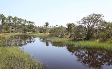 Kuzey Florida bataklıklar görünümünü