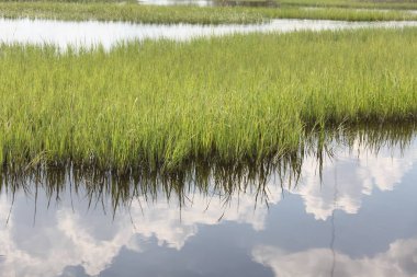 Kuzey Florida bataklıklar görünümünü