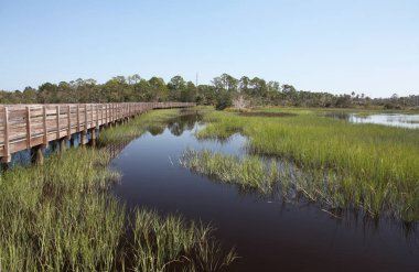 Kuzey Florida bataklıklar görünümünü
