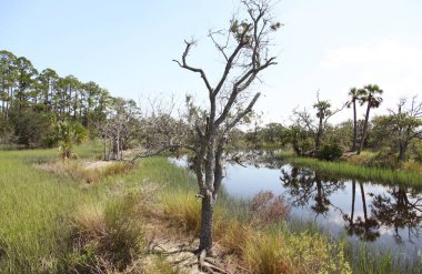 Kuzey Florida bataklıklar görünümünü