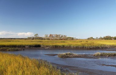 Kuzey Florida bataklıklar görünümünü